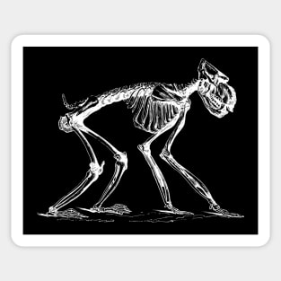 Ape Skeleton Sticker